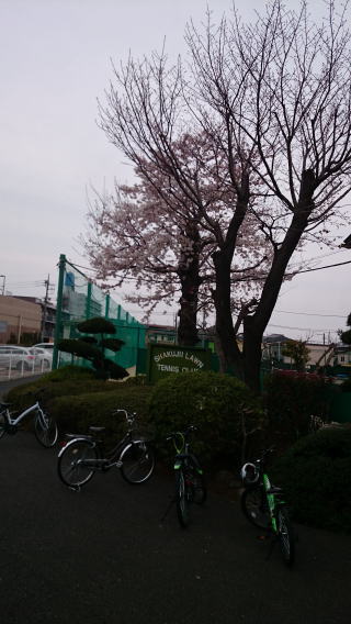 ハウス前桜の木